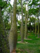 nezvyklé stromy v parku