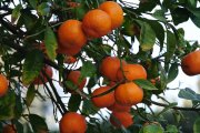 mandarinky v lednu